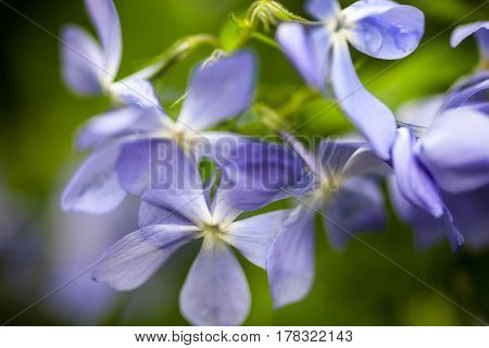 Divaricata Images, Stock Photos & Illustrations.