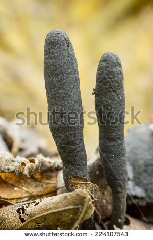 Xylaria Stock Photos, Royalty.