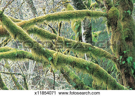 Stock Photography of Close Up of Moss on the Branch of a Tree.