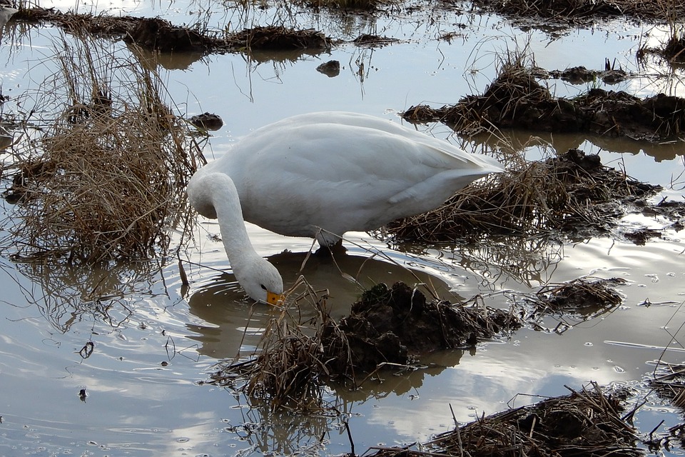 Free photo Yamada's Rice Fields Diet Swan Animal Waterfowl.