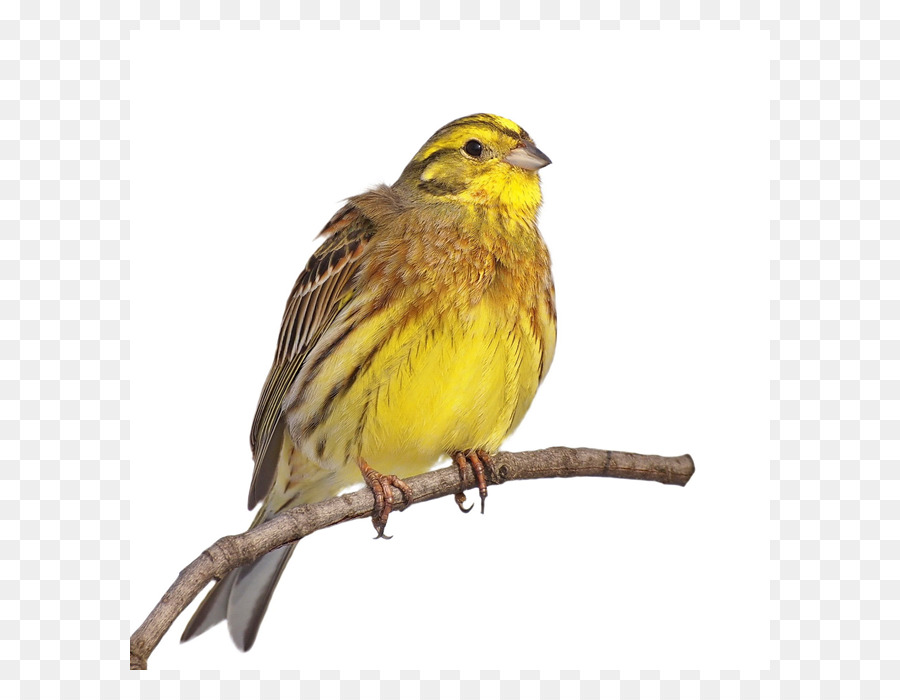 Bird Cartoon clipart.