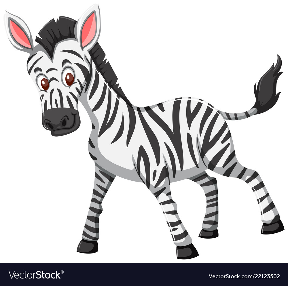 Cute zebra white background.