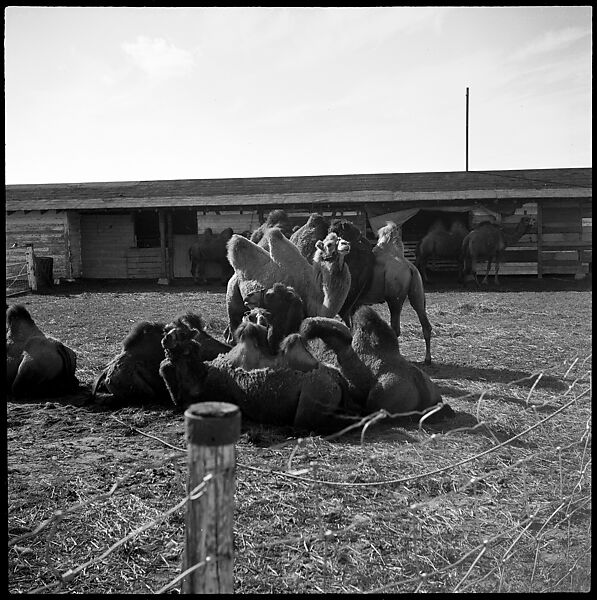 [Camels, Circus Winter Quarters, Sarasota, Florida], Walker Evans (American, St. Louis, Missouri 1903–1975 New Haven, Connecticut), Film negative 