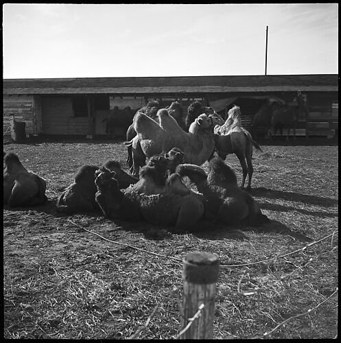 [Camels, Circus Winter Quarters, Sarasota, Florida]