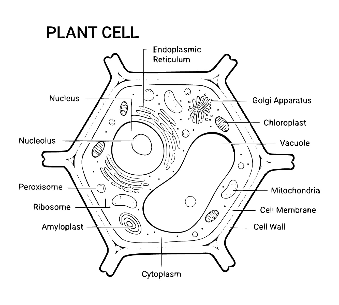 Plant Cell Coloring Sheets Coloring Pages (3 Printable Sheets, Simple ...