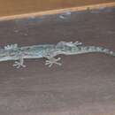 Image of Peters' Leaf-toed Gecko