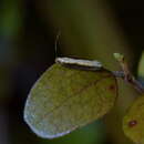 Image of Kiwaia parvula Philpott 1930