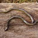 Image of Dotted Brown Snake