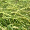 Image of common barley