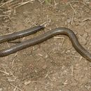 Image of Elliot's Earth Snake