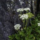 Image of Scottish licorice-root