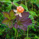 Image of cloudberry