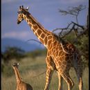 Image of Reticulated Giraffe