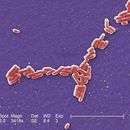 Image of E. coli