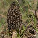 Image of Yellow Morel