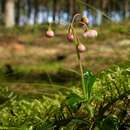 Image of pipsissewa