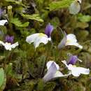 Image of Mazus radicans (Hook. fil.) Cheesem.