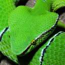 Image of Wagler's Keeled Green Pit Viper