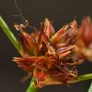 Image of sharp-flowered rush