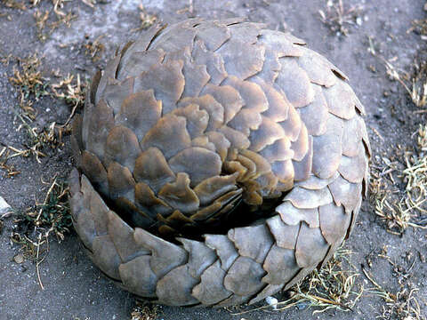 Image of Pangolin sp.