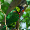 Image of Rainbow Lorikeet, Coconut Lorikeet