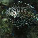 Image of Broadbarred firefish