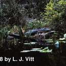 Image of American alligator