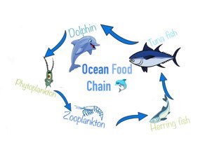 Ocean Food Chain Free Activities online for kids in 5th grade by Malaya ...