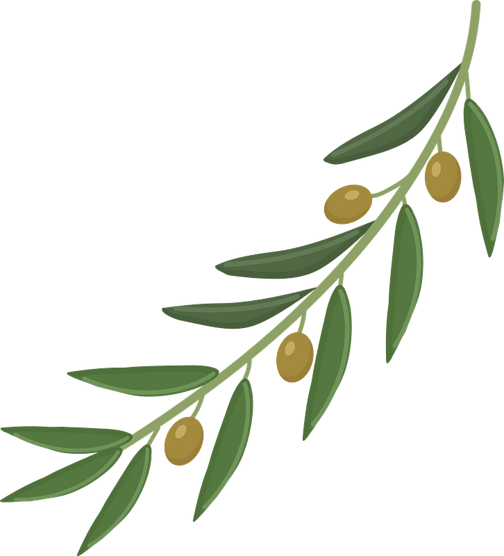 Olive Branch Transparent Background Free Transparent Clipart Clipartkey ...