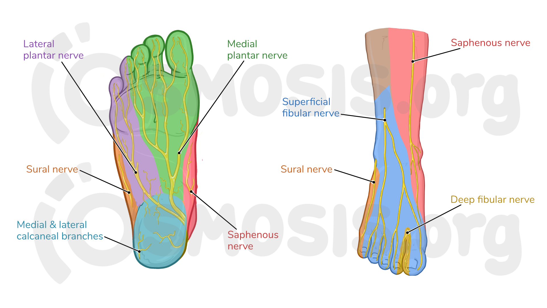 Anatomy Of The Right Foot Plantar View Medical Illust - vrogue.co