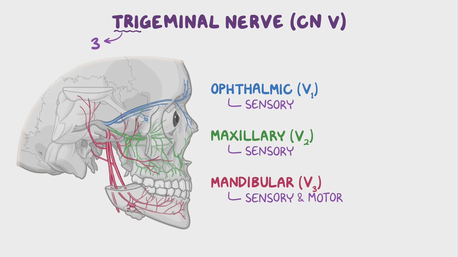 Trigeminal Nerve Sensory Distribution