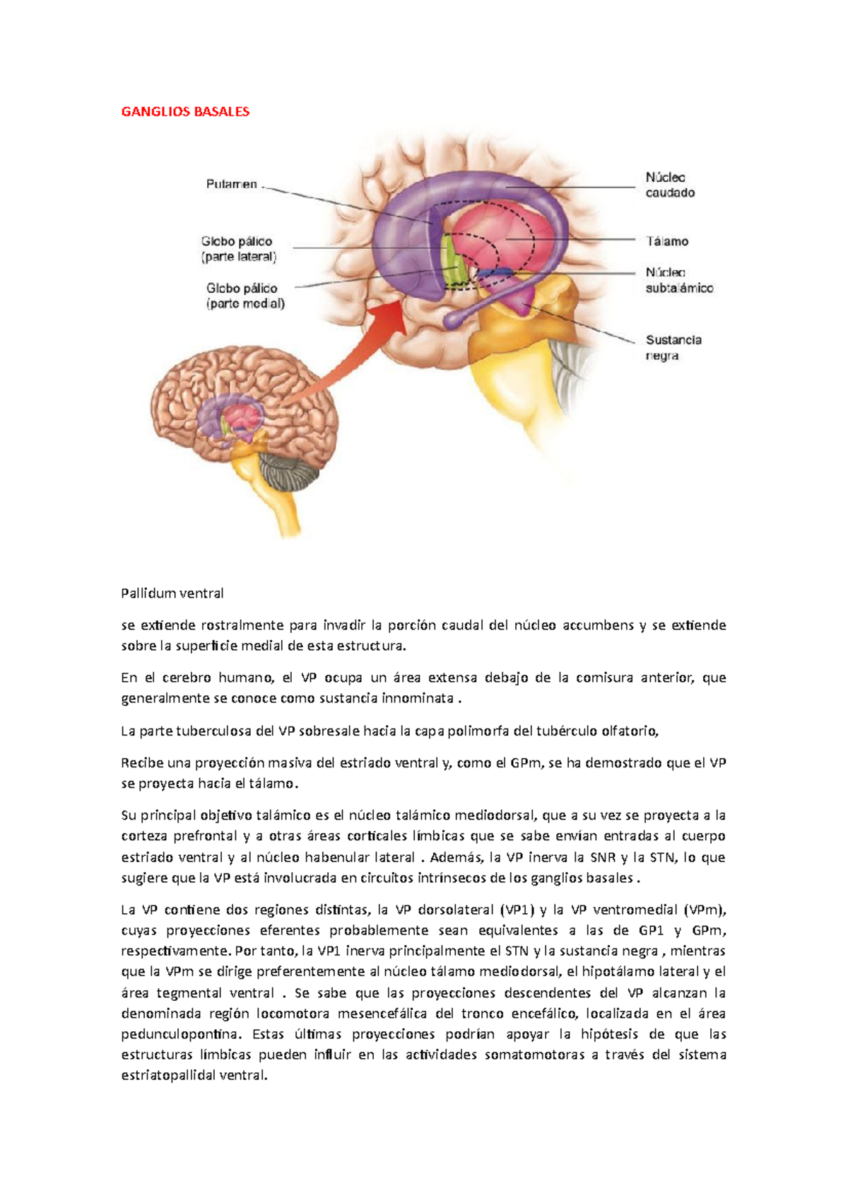 Ganglio basal - Apuntes 1 - GANGLIOS BASALES Pallidum ventral se ...