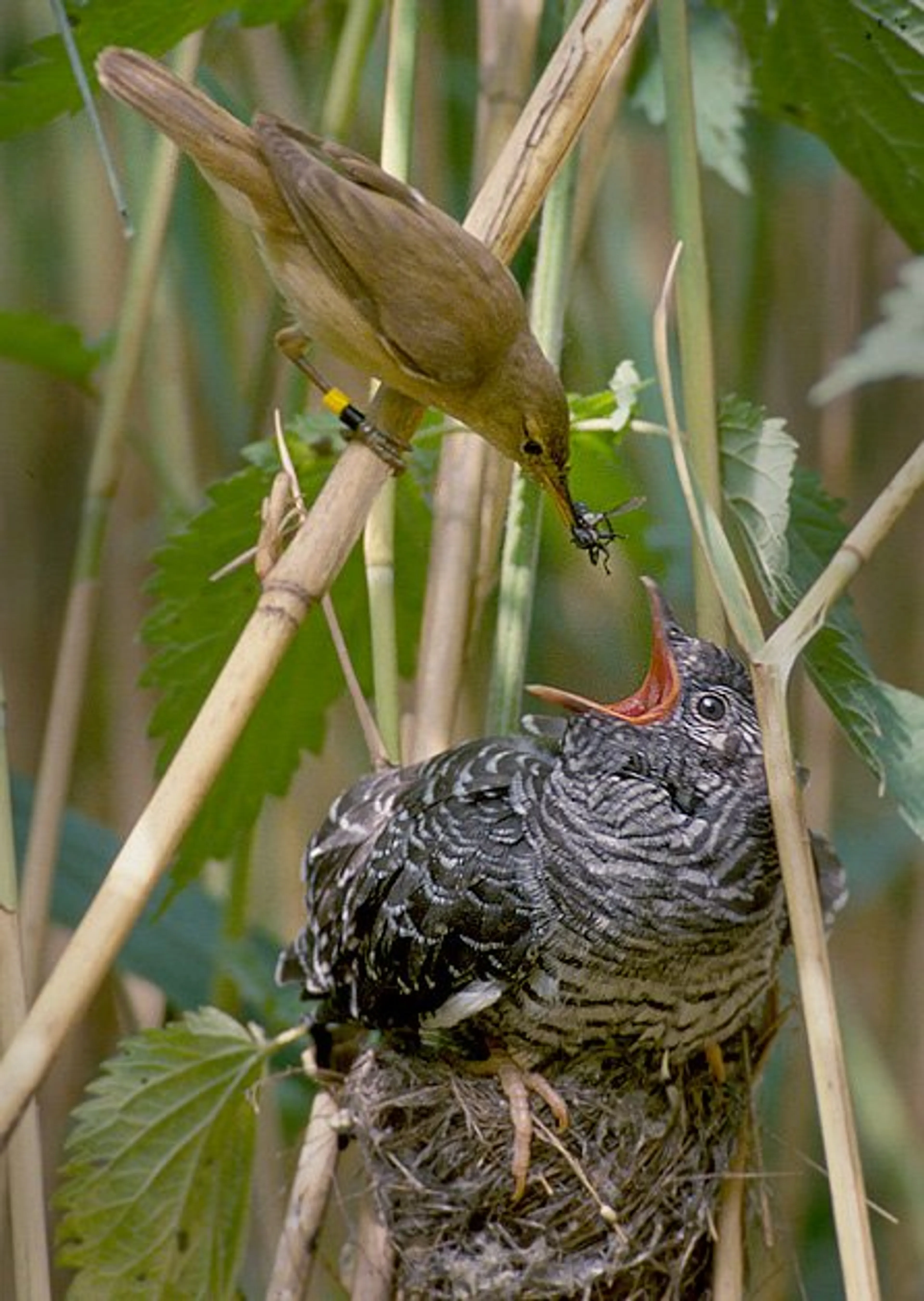 A Cuckoo