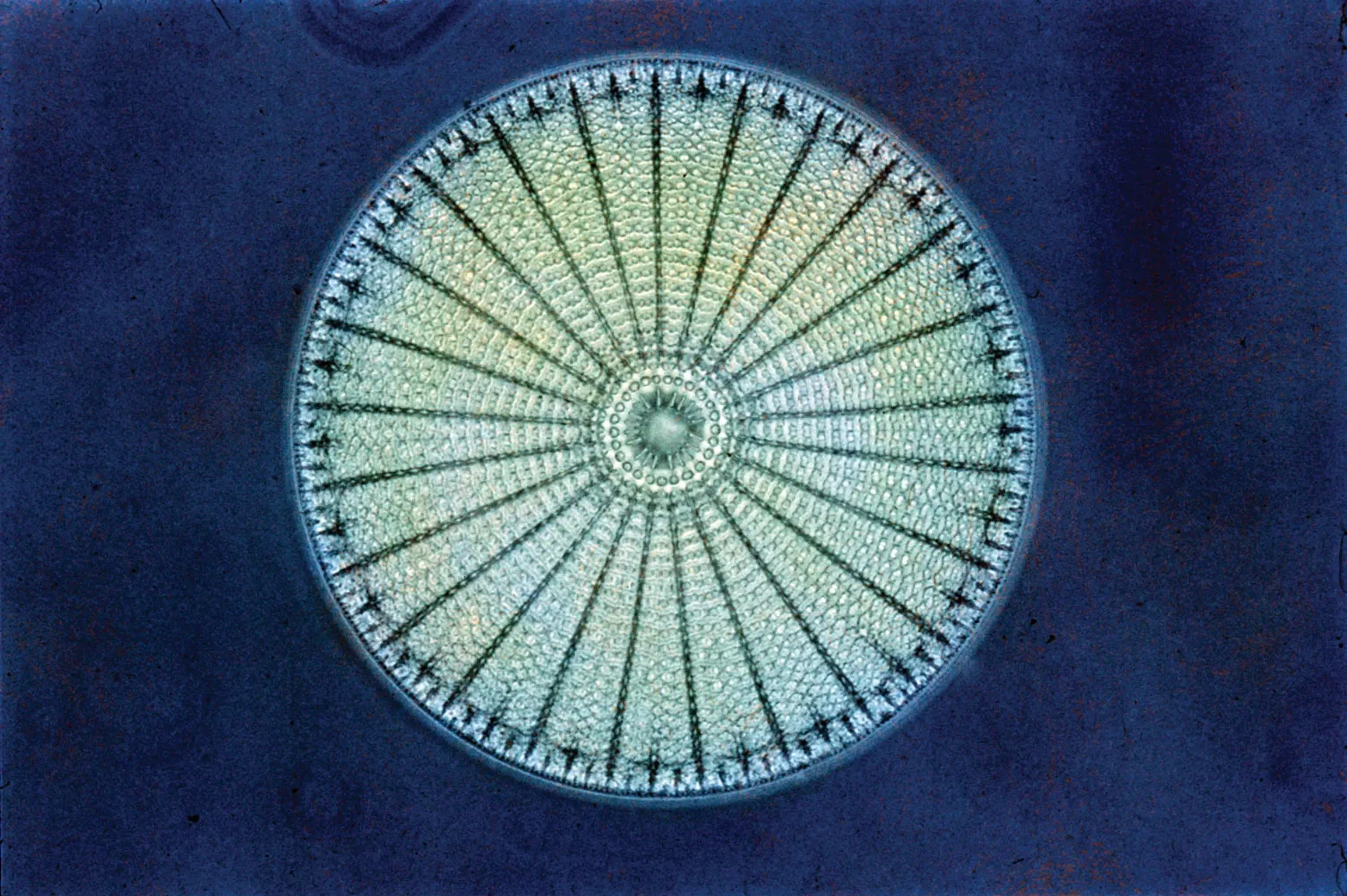 circular-diatom