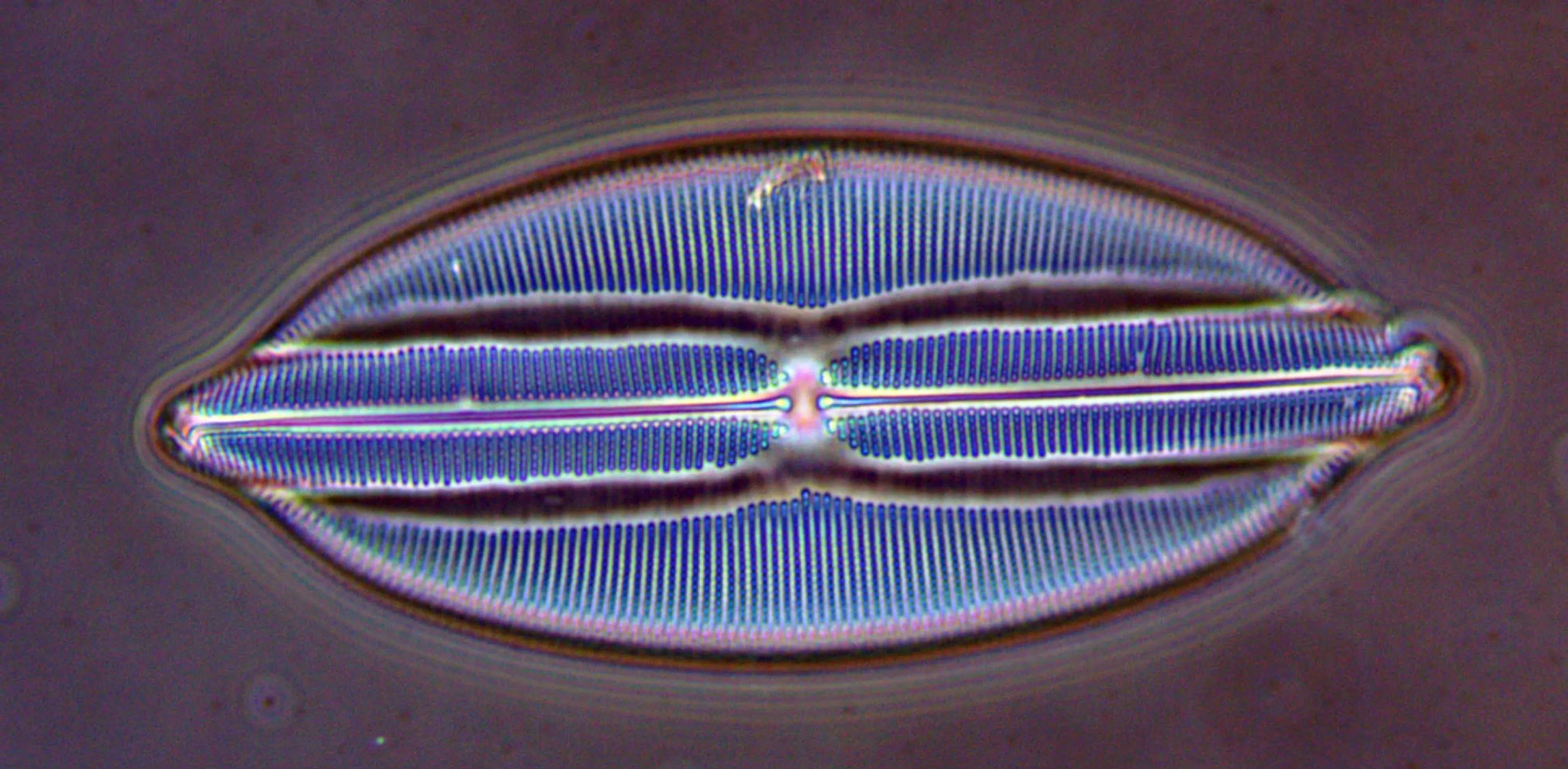 diatom-egg-shaped