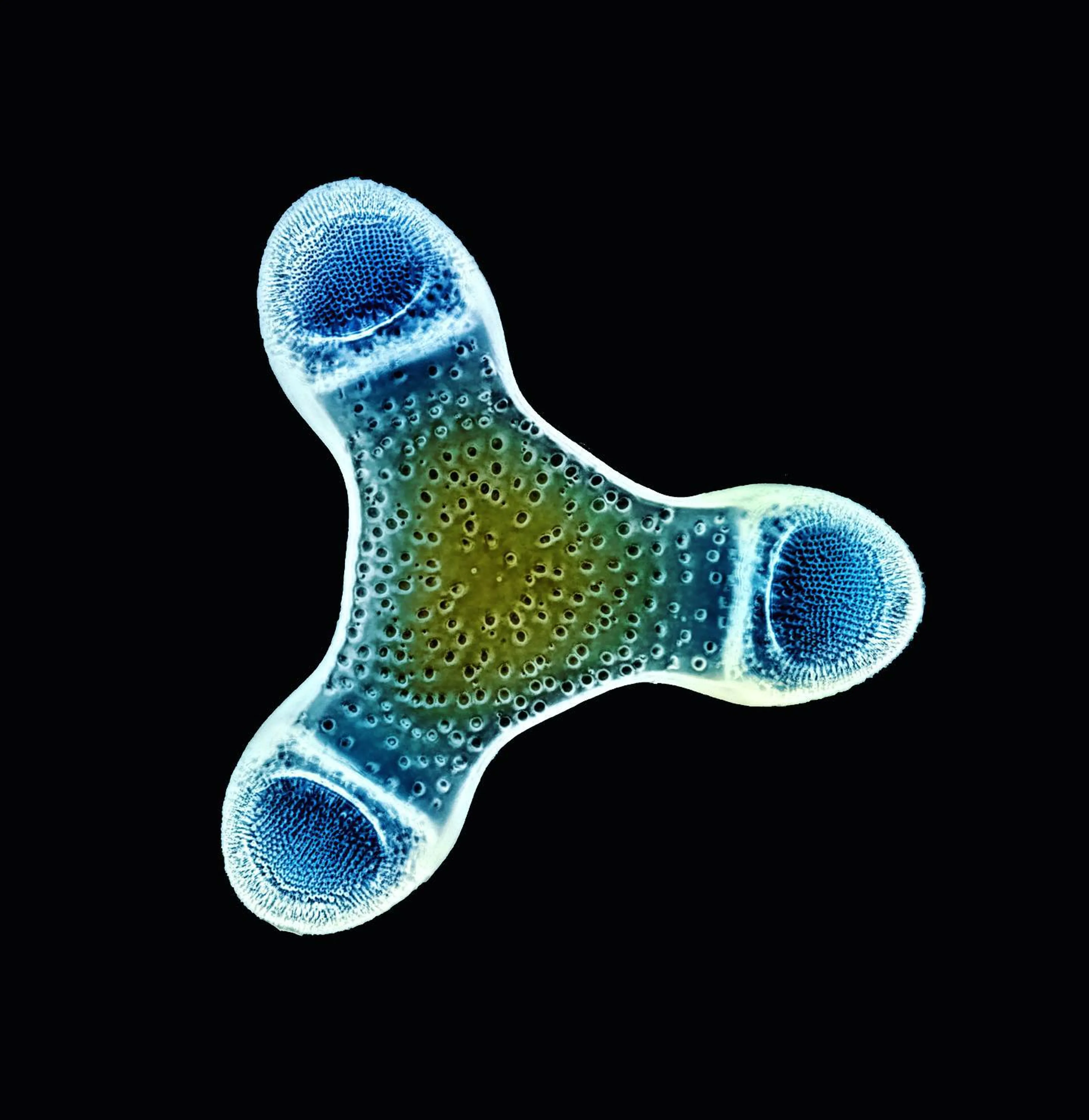 diatom-fidget-spinner