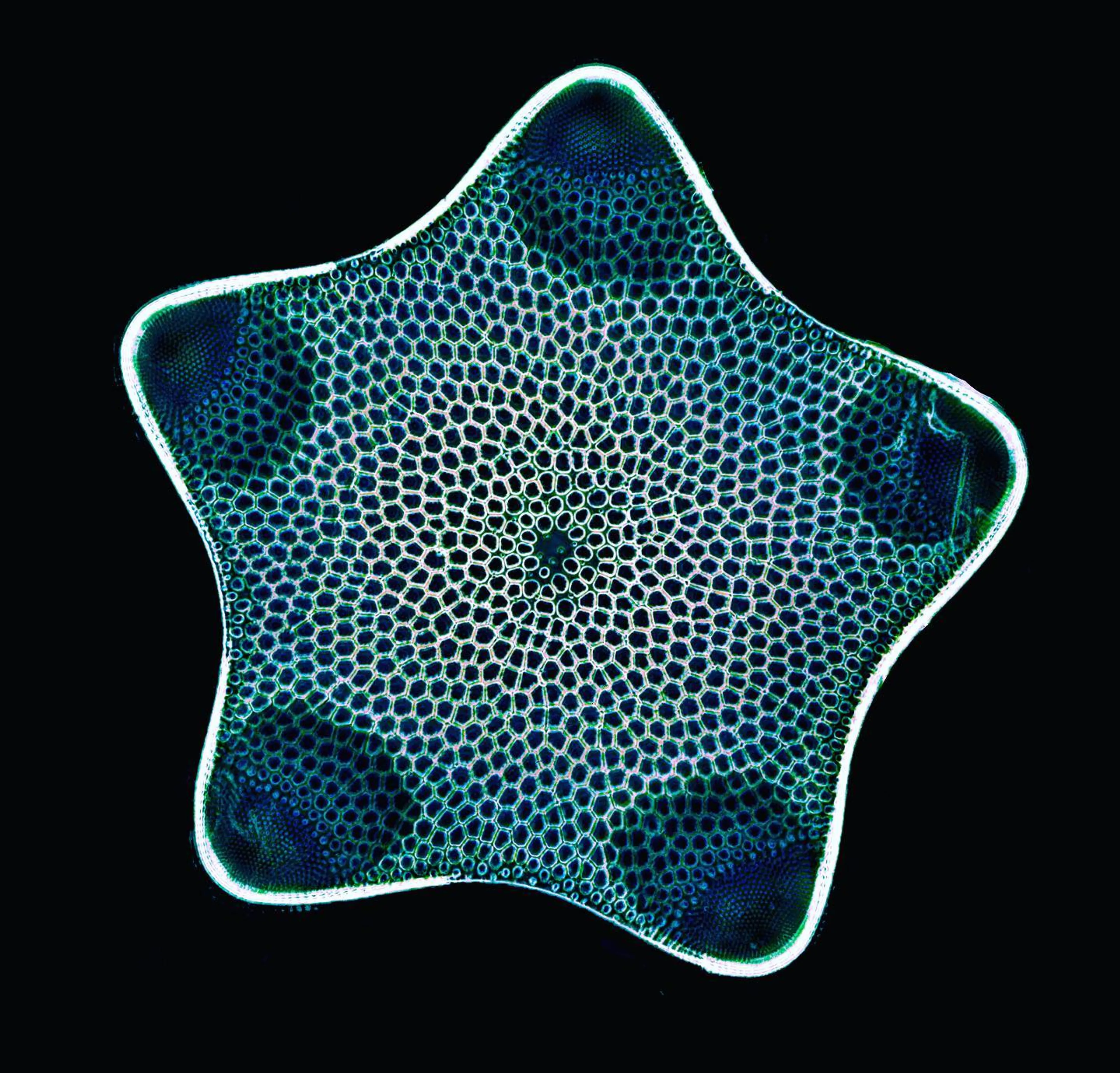 diatom-star-shaped