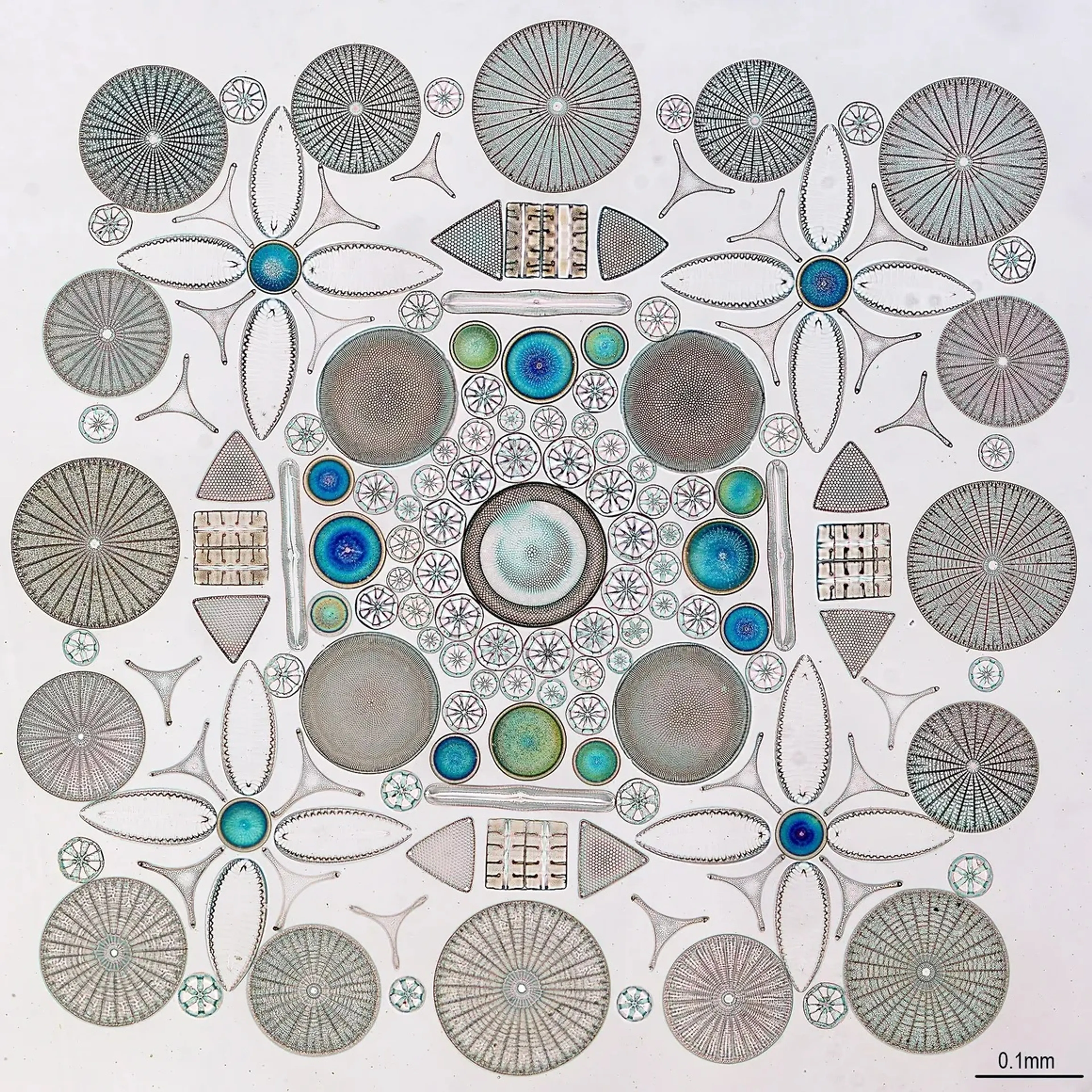 ian-micrographia-41