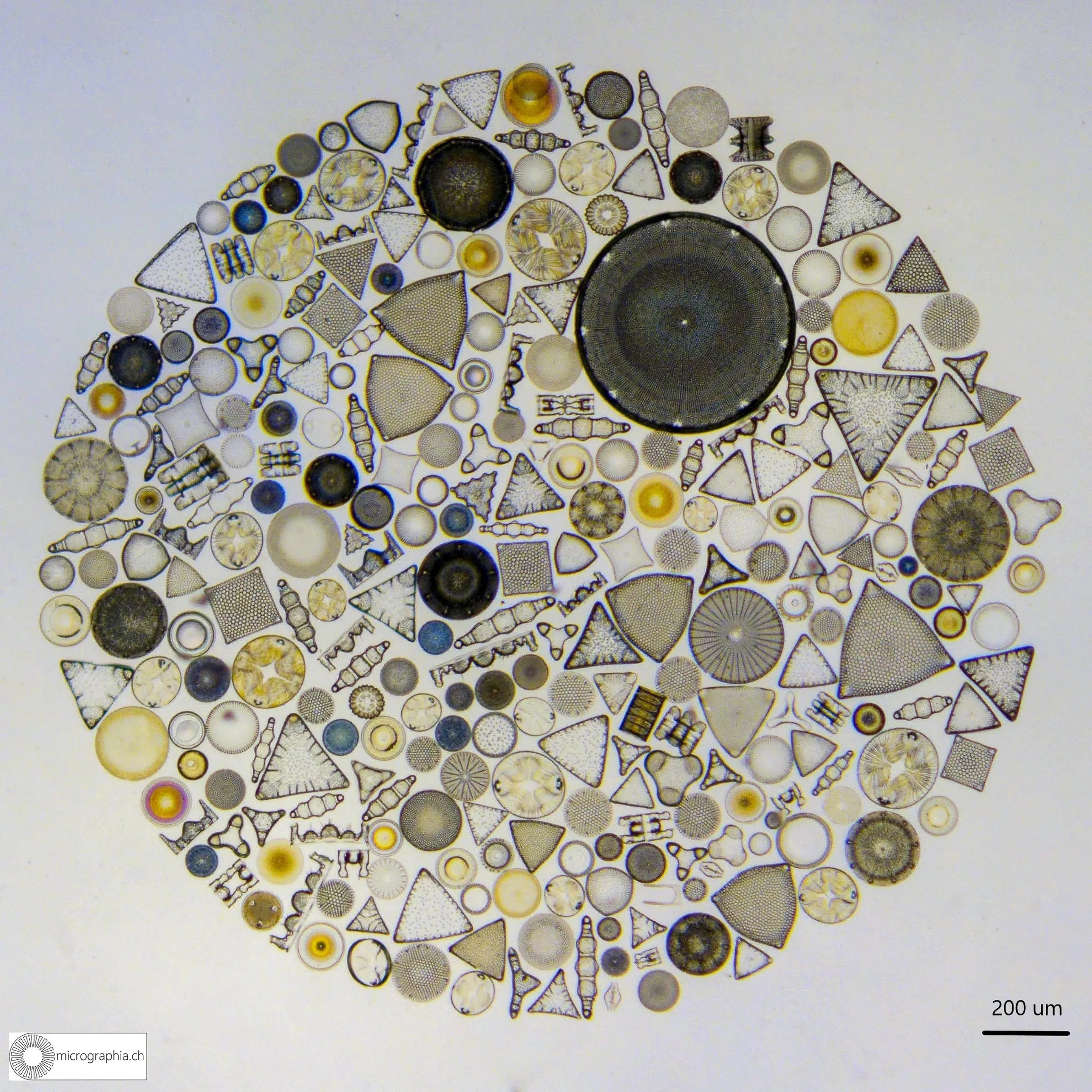 ian-micrographia-42