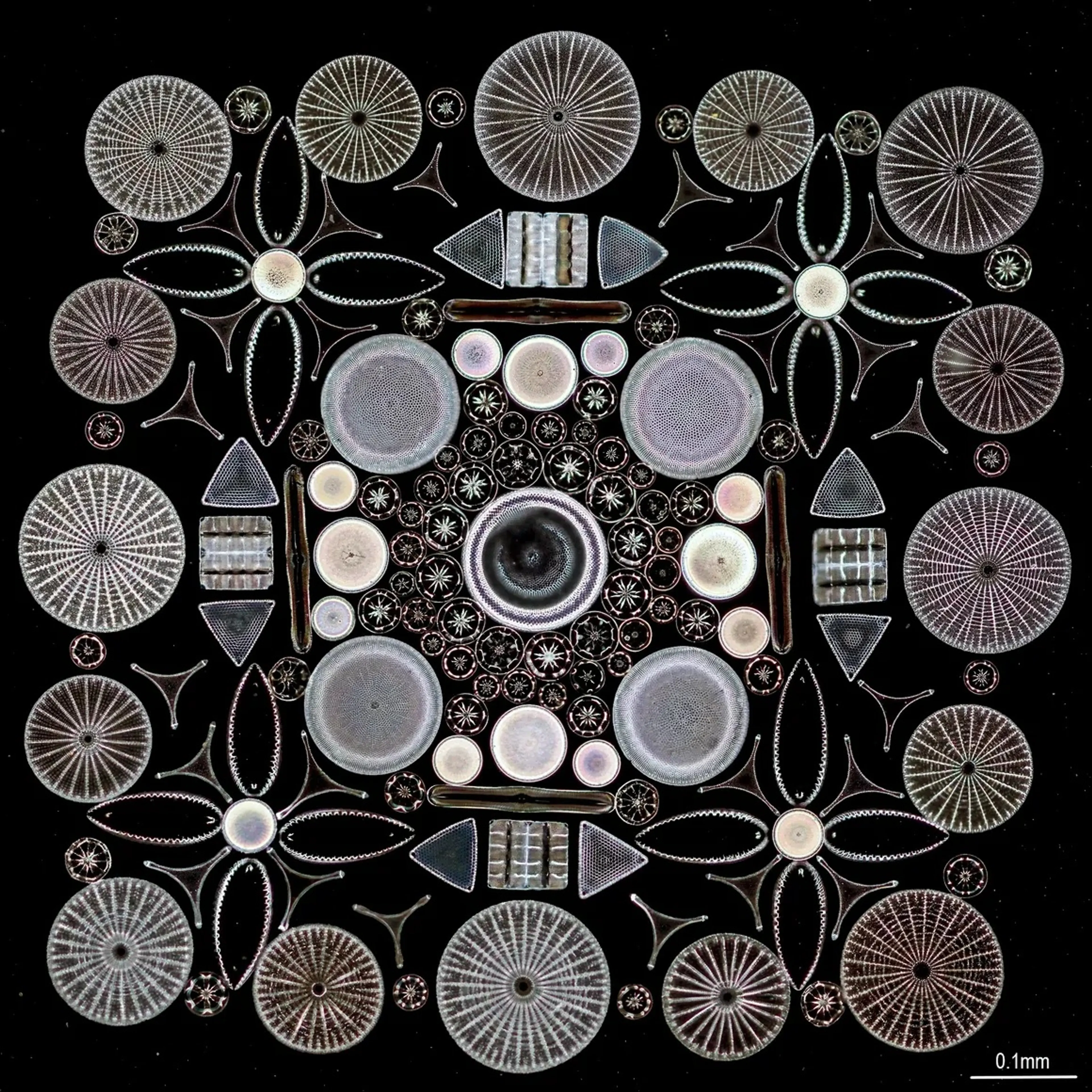 ian-micrographia-47