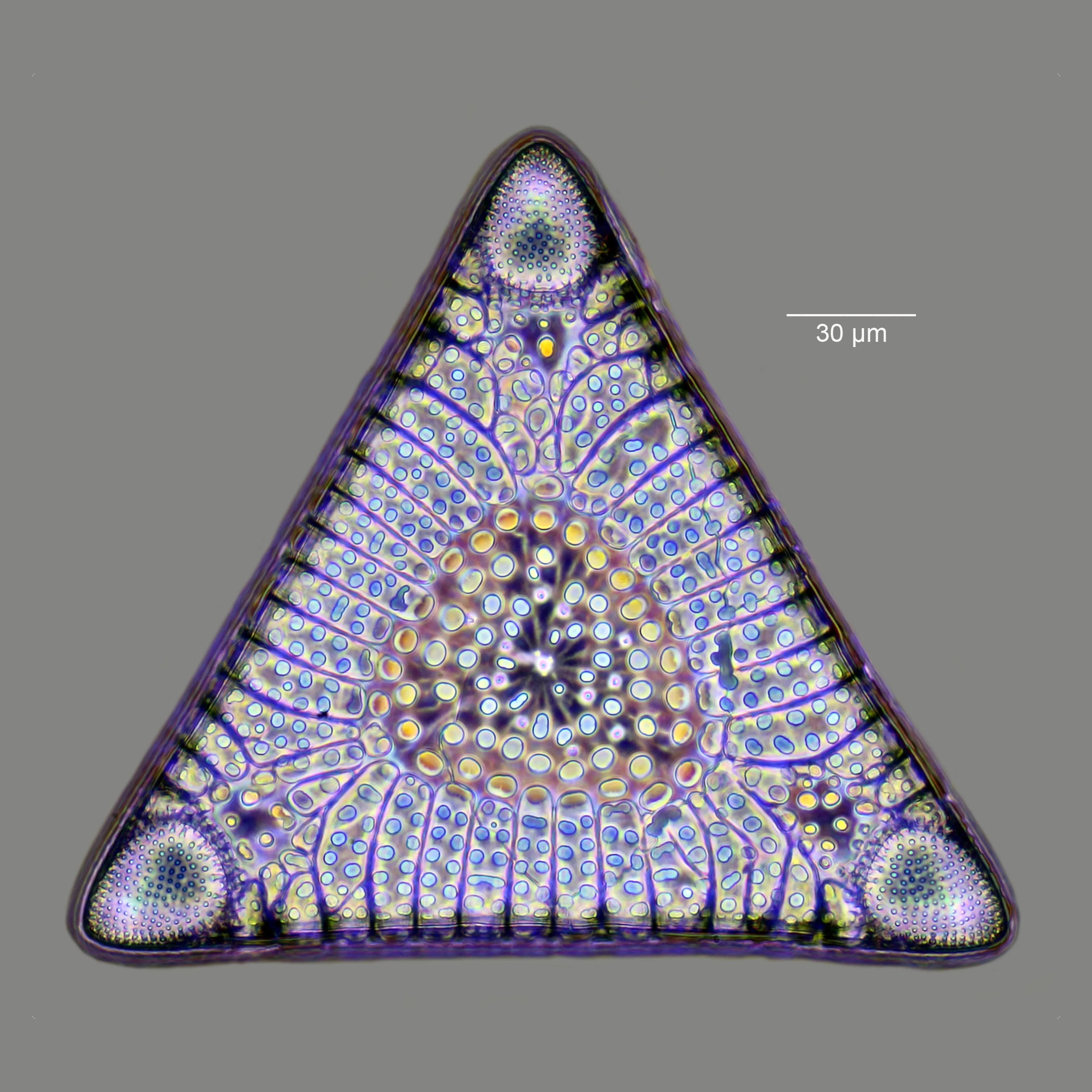 diatom-triangle-shaped