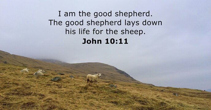 I am the good shepherd. The good shepherd lays down his life… John 10:11