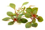 Ludwigia Palustris Super Red Web