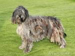 Bergamasco Shepherd clipart