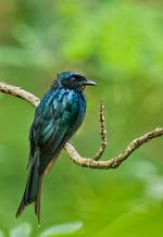 Bronzed Drongo svg