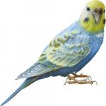 Budgerigar clipart