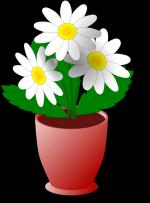 Camomile clipart