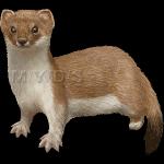 Ermine clipart