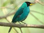 Green Honeycreeper clipart