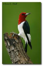 Green-barred Woodpecker clipart